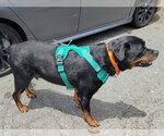 Small #5 Rottweiler