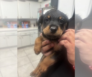 Medium Rottweiler