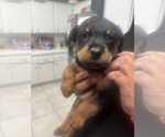 Puppy Puppy 1 Rottweiler