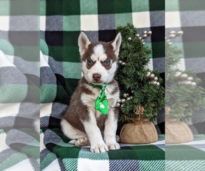 Siberian Husky Puppy for sale in EPHRATA, PA, USA