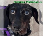 Small #16 Dachshund