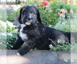 Small Photo #3 Bernedoodle Puppy For Sale in BROOKVILLE, OH, USA
