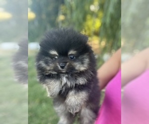Pomeranian Puppy for sale in MERIDIAN, ID, USA