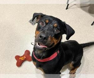 Rottweiler-Unknown Mix Dogs for adoption in Grand Prairie, TX, USA