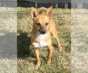 Chihuahua-Unknown Mix Dogs for adoption in Des Moines, IA, USA