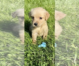 Golden Retriever Puppy for sale in INGLESIDE, IL, USA