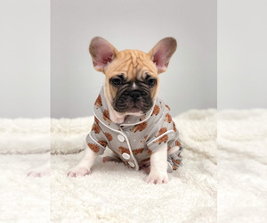 French Bulldog Puppy for sale in BATTLE CREEK, MI, USA