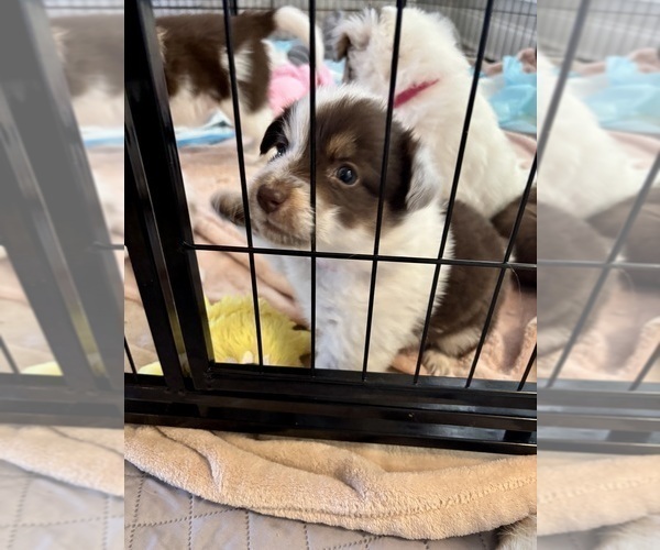 Medium Photo #29 Border Collie Puppy For Sale in MARYVILLE, TN, USA
