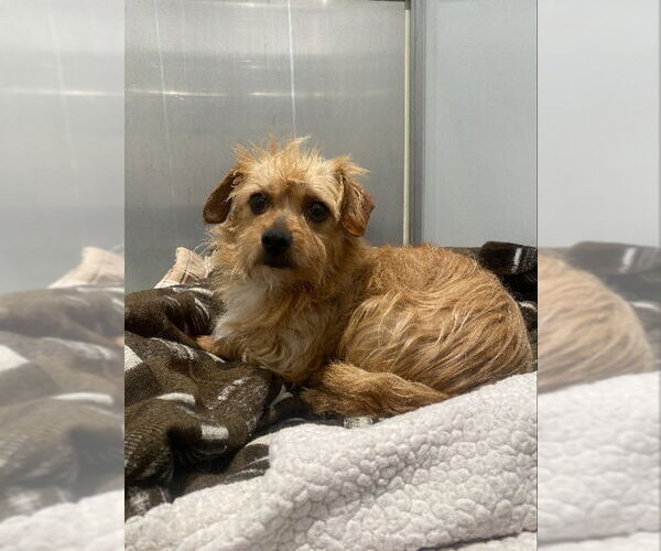 Medium Photo #13 Norwich Terrier-Unknown Mix Puppy For Sale in San Francisco, CA, USA