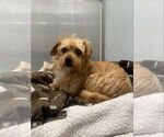 Small #12 Norwich Terrier Mix