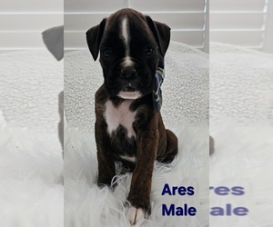 Boxer Puppy for sale in HILLSBORO, MO, USA