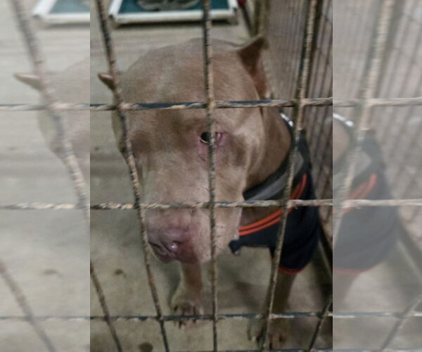 Medium Photo #2 American Staffordshire Terrier-Unknown Mix Puppy For Sale in Jackson, MS, USA