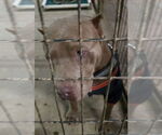 Small #1 American Staffordshire Terrier Mix