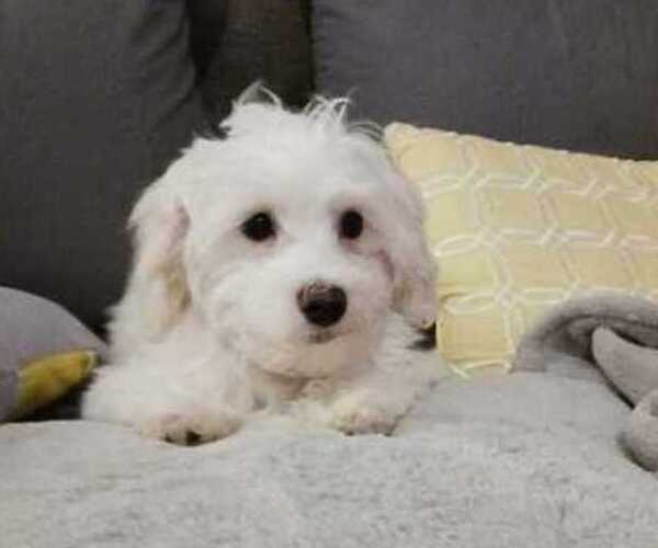 Medium Photo #5 Maltese Puppy For Sale in MOORESVILLE, NC, USA