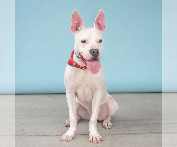 Medium Photo #2 American Pit Bull Terrier Puppy For Sale in Pasadena, CA, USA