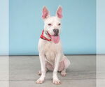 Small #1 American Pit Bull Terrier