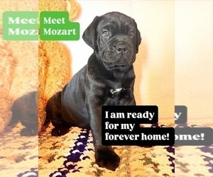 Medium Cane Corso