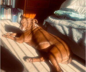 Lucy Ann - Adopt Me! - Female American Staffordshire Terrier-Labrador Retriever Mix Dog for Adoption - Photo #35