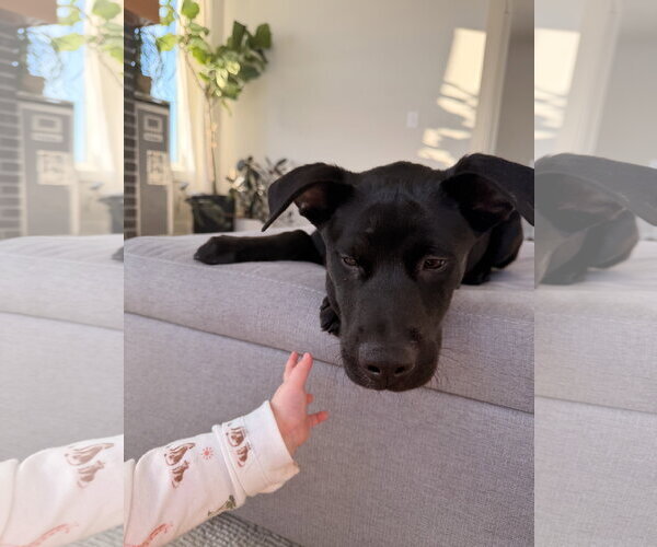 Medium Photo #3 Mutt Puppy For Sale in St. Louis Park, MN, USA