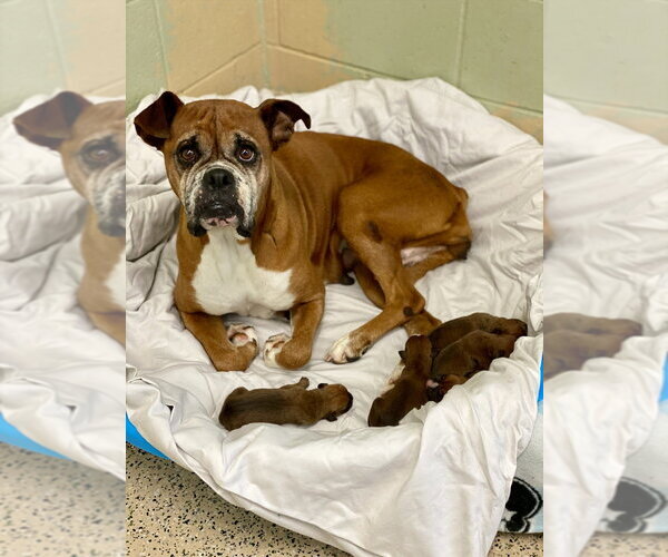 Medium Photo #3 Boxer Puppy For Sale in Austin, TX, USA