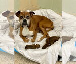 Small #2 Boxer