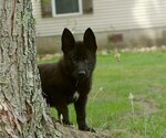 Small #6 German Shepherd Dog