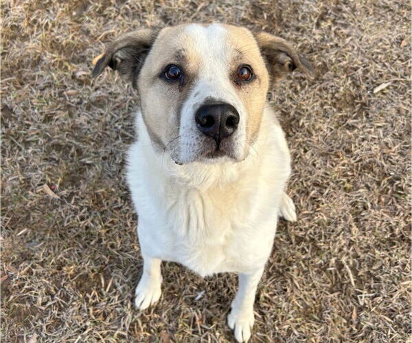 Medium Photo #3 Mutt Puppy For Sale in Anniston, AL, USA