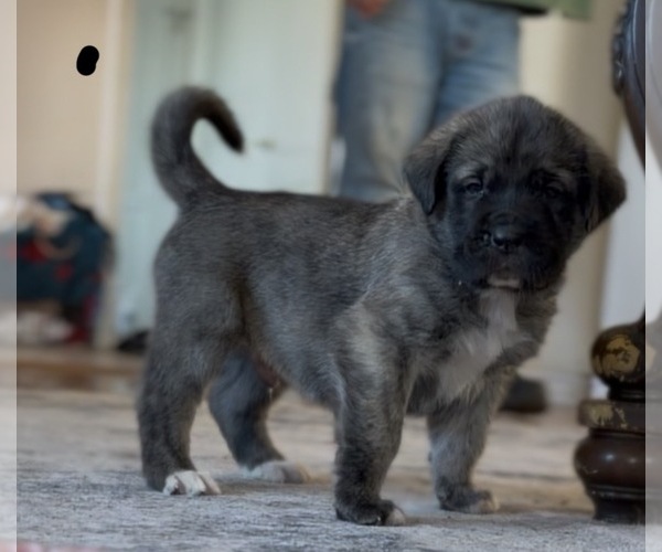 Medium Photo #3 Mastiff-Pyrenean Mastiff Mix Puppy For Sale in RHOME, TX, USA