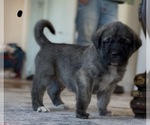 Small #2 Mastiff-Pyrenean Mastiff Mix