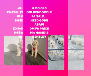 Goldendoodle Puppy for sale in STOCKBRIDGE, GA, USA