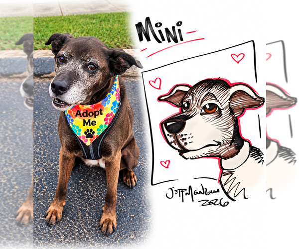 Medium Photo #8 Plott Hound-Unknown Mix Puppy For Sale in Mooresville, NC, USA