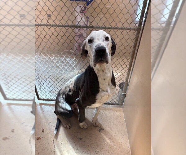 Medium Photo #4 Great Dane Puppy For Sale in Bullard, TX, USA