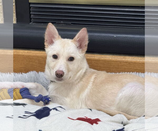 Medium Photo #13 Siberian Husky-Unknown Mix Puppy For Sale in Fargo, ND, USA