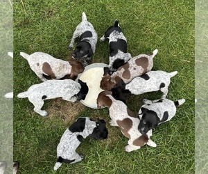German Shorthaired Pointer Litter for sale in HEWITT, MN, USA
