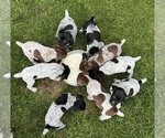 Small German Shorthaired Pointer