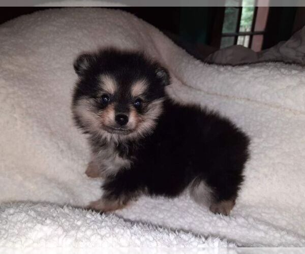 Medium Photo #1 Pomeranian Puppy For Sale in DINWIDDIE, VA, USA
