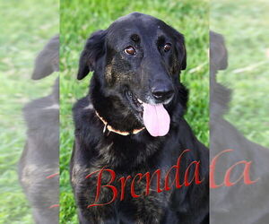 Labrador Retriever-Unknown Mix Dogs for adoption in Evansville, IN, USA