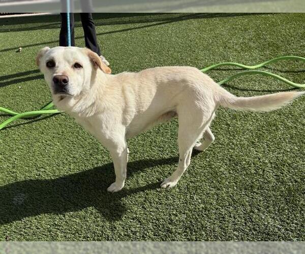 Medium Photo #1 Labrador Retriever-Unknown Mix Puppy For Sale in Baytown, TX, USA