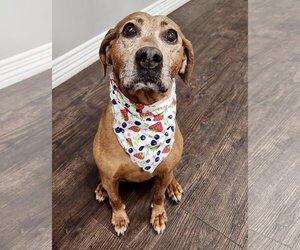 Redbone Coonhound-Unknown Mix Dogs for adoption in Plymouth, MN, USA