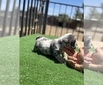 Small #3 French Bulldog