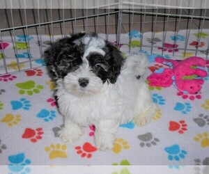 Havanese Puppy for sale in ORO VALLEY, AZ, USA