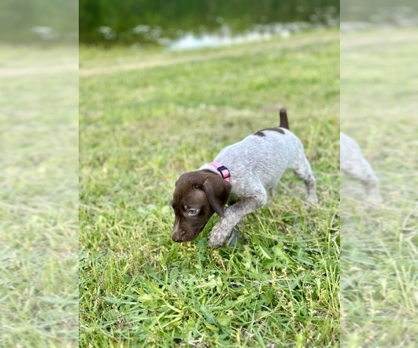 Medium Photo #1 German Shorthaired Pointer Puppy For Sale in CANDOR, NC, USA