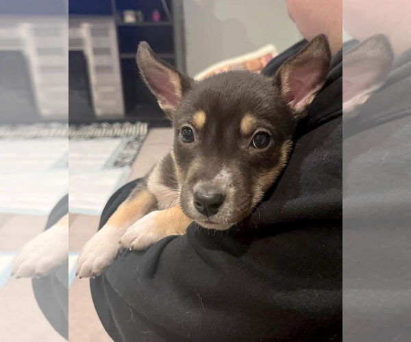 Medium Photo #10 American Staffordshire Terrier-Siberian Husky Mix Puppy For Sale in Corona, CA, USA