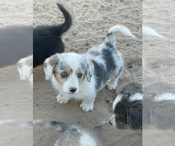 Medium Photo #3 American Corgi Puppy For Sale in SANDY VALLEY, NV, USA