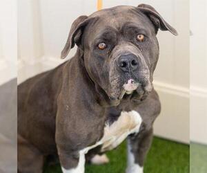 American Pit Bull Terrier Dogs for adoption in Camarillo, CA, USA