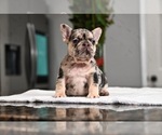Small #2 French Bulldog