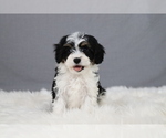 Puppy Carol Cavapoo