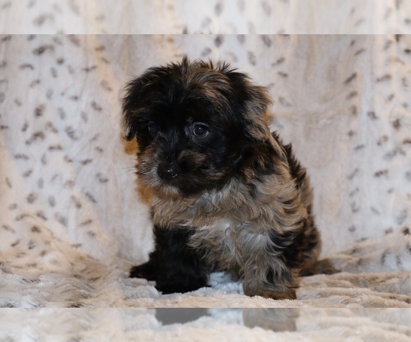 Medium Photo #16 Yorkiepoo mix (+ Poodle Toy) Puppy For Sale in DYERSBURG, TN, USA