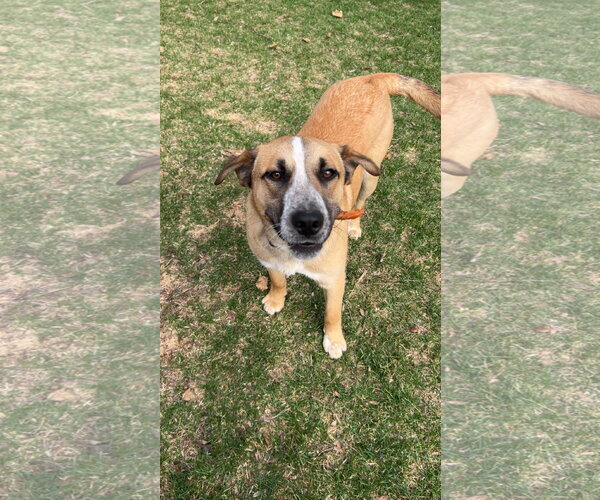 Medium Photo #1 Mutt Puppy For Sale in Plainfield, IL, USA