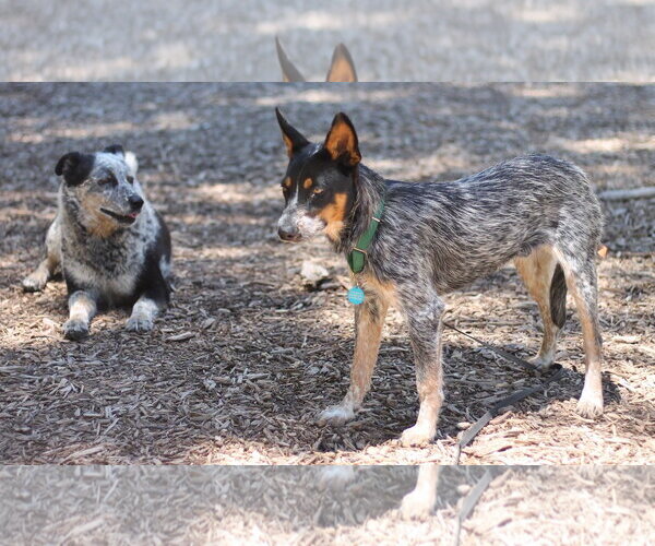 Medium Photo #3 Mutt Puppy For Sale in Paso Robles, CA, USA